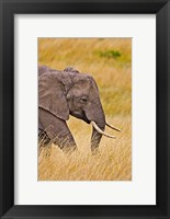 Framed African Elephant Grazing, Maasai Mara, Kenya