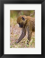 Framed Baboons Hanging Around, Maasai Mara, Kenya