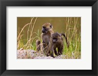 Framed Baboons in the bush in the Maasai Mara Kenya. (RF)