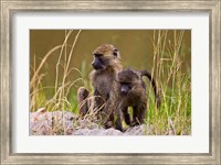 Framed Baboons in the bush in the Maasai Mara Kenya. (RF)