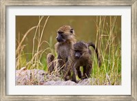 Framed Baboons in the bush in the Maasai Mara Kenya. (RF)