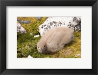 Framed Brown skua bird chick, western Antarctic Peninsula