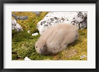 Framed Brown skua bird chick, western Antarctic Peninsula