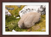 Framed Brown skua bird chick, western Antarctic Peninsula