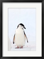 Framed Chinstrap Penguin, The South Shetland Islands, Antarctica