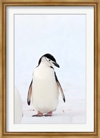 Framed Chinstrap Penguin, The South Shetland Islands, Antarctica