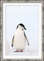 Framed Chinstrap Penguin, The South Shetland Islands, Antarctica
