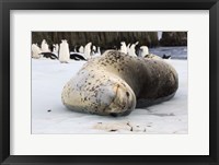 Framed Chinstrap Penguins and Leopard Seal, The South Shetland Islands, Antarctica