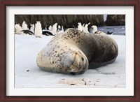 Framed Chinstrap Penguins and Leopard Seal, The South Shetland Islands, Antarctica