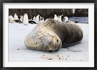 Framed Chinstrap Penguins and Leopard Seal, The South Shetland Islands, Antarctica