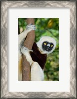 Framed Coquerels Sifaka primate, Ankarafantsika, Madagascar