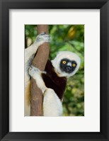 Framed Coquerels Sifaka primate, Ankarafantsika, Madagascar