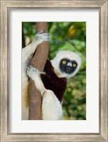 Framed Coquerels Sifaka primate, Ankarafantsika, Madagascar