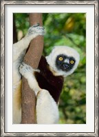 Framed Coquerels Sifaka primate, Ankarafantsika, Madagascar