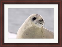 Framed Close up of Crabeater seal, Antarctica