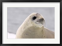 Framed Close up of Crabeater seal, Antarctica