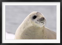 Framed Close up of Crabeater seal, Antarctica