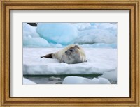 Framed Crabeater seal lying on ice, Antarctica