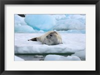 Framed Crabeater seal lying on ice, Antarctica