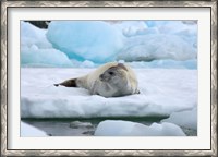 Framed Crabeater seal lying on ice, Antarctica