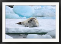 Framed Crabeater seal lying on ice, Antarctica