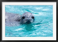 Framed Crabeater seal, western Antarctic Peninsula