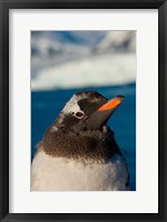 Framed Gentoo penguin chick, Western Antarctic Peninsula