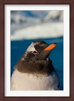 Framed Gentoo penguin chick, Western Antarctic Peninsula