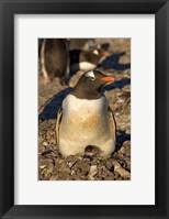 Framed Gentoo penguin, South Shetland Islands, Antarctica