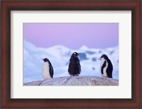 Framed Gentoo penguin, Western Antarctic Peninsula