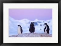 Framed Gentoo penguin, Western Antarctic Peninsula