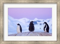 Framed Gentoo penguin, Western Antarctic Peninsula