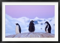 Framed Gentoo penguin, Western Antarctic Peninsula