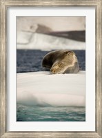 Framed Antarctica. Leopard seal adrift on ice flow.