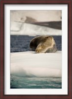 Framed Antarctica. Leopard seal adrift on ice flow.