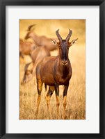 Framed Female topi standing on grassy plain, Masai Mara Game Reserve, Kenya