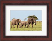 Framed Three African Elephants, Maasai Mara, Kenya