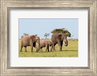 Framed Three African Elephants, Maasai Mara, Kenya