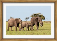 Framed Three African Elephants, Maasai Mara, Kenya