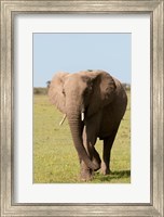Framed African Elephant, Maasai Mara, Kenya