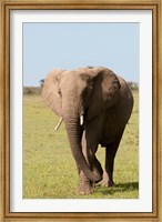 Framed African Elephant, Maasai Mara, Kenya