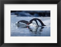 Framed Antarctica, Anvers Island, Gentoo Penguins diving into water.