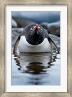 Framed Antarctica, Cuverville Island, Gentoo Penguin in a shallow lagoon.