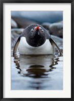 Framed Antarctica, Cuverville Island, Gentoo Penguin in a shallow lagoon.