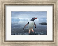 Framed Antarctica, Cuverville Island, Gentoo Penguin leaping onto shore.