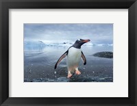 Framed Antarctica, Cuverville Island, Gentoo Penguin leaping onto shore.