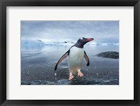 Framed Antarctica, Cuverville Island, Gentoo Penguin leaping onto shore.