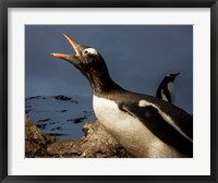 Framed Antarctica, Cuverville Island, Portrait of Gentoo Penguin nesting.