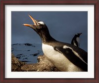 Framed Antarctica, Cuverville Island, Portrait of Gentoo Penguin nesting.