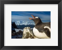 Framed Antarctica, Livingstone Island, Flash portrait of Gentoo Penguin.